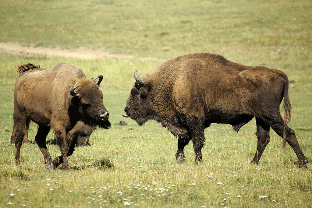 bison europe