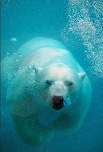 L'ours polaire est devenu un symbole de la lutte pour la préservation de la biodiversité