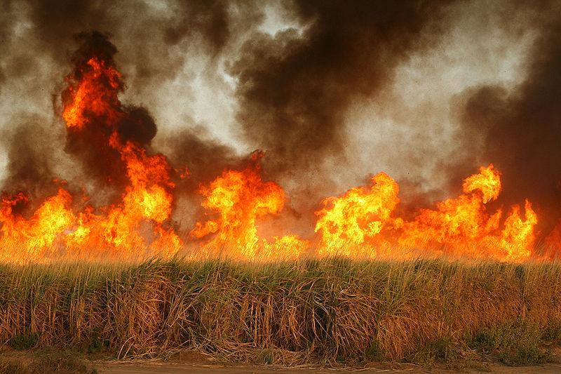 Brûlage dans des champs de canne à sucre créant une pollution atmosphérique importante.© Remi Jouan