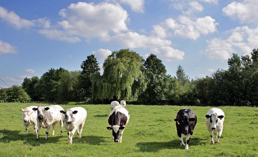 En France, l'élevage réquisitionne les deux tiers des terres agricoles, que ce soit en pâturages ou en cultures de plantes pour l’alimentation des animaux.