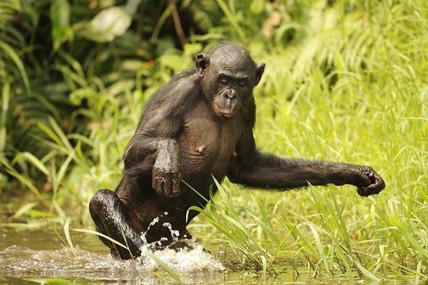 Les bonobos, plus proches parents de l'homme