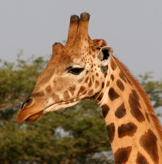 la girafe tête