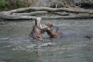 2 hippopotames combattent