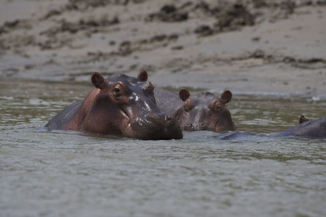 Hippopotames dans l'eau