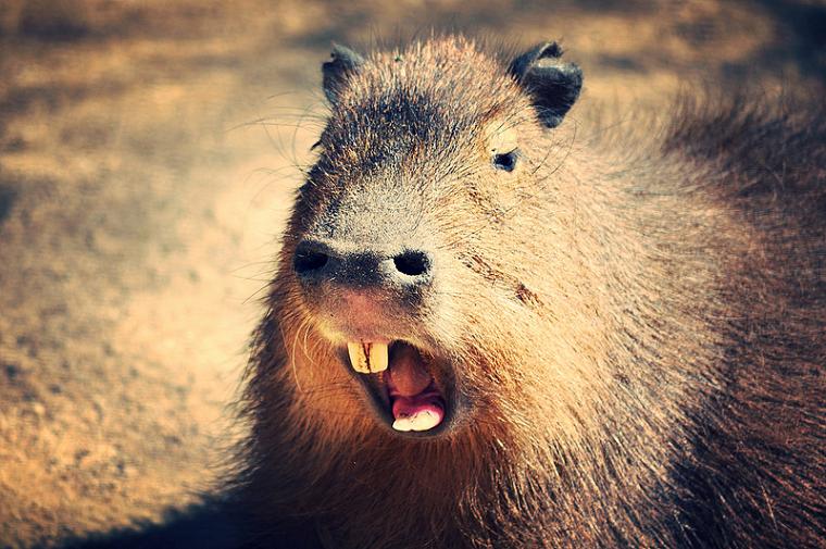 capybaras rongeur