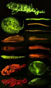 poissons fluorescents