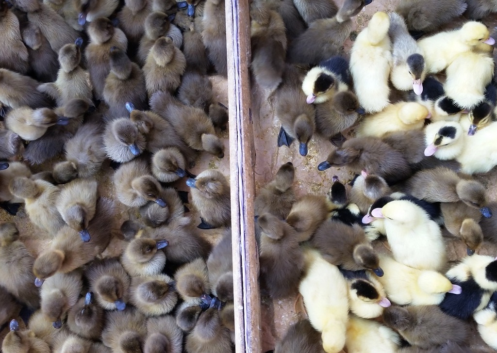 L'influenza aviaire pose la question de la densité des élevages de canards dans le sud de la France
