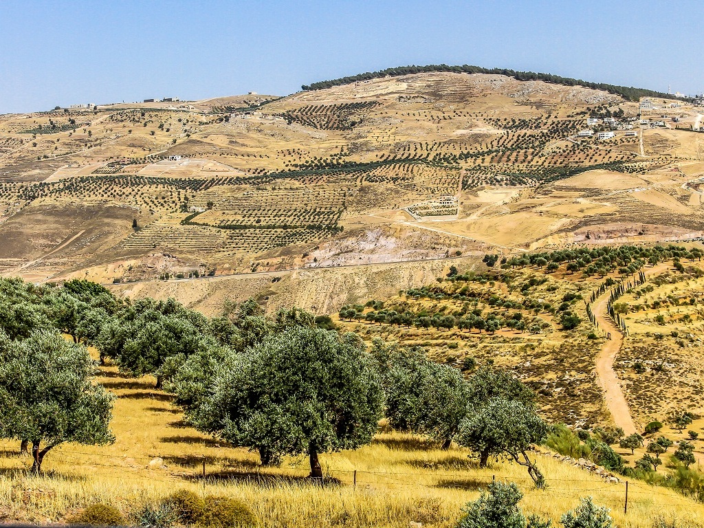 Dans le nord de la Jordanie, à 70km de la capitale Amman, les hommes et leurs fils replantent des oliviers.