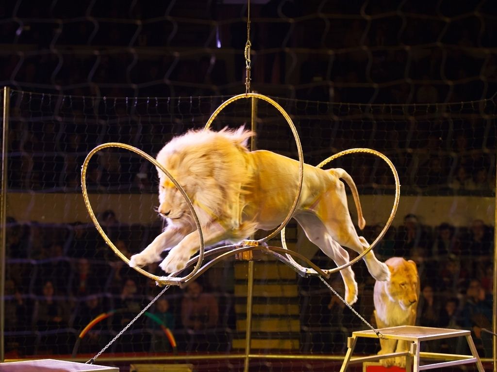 animaux sauvages cirques