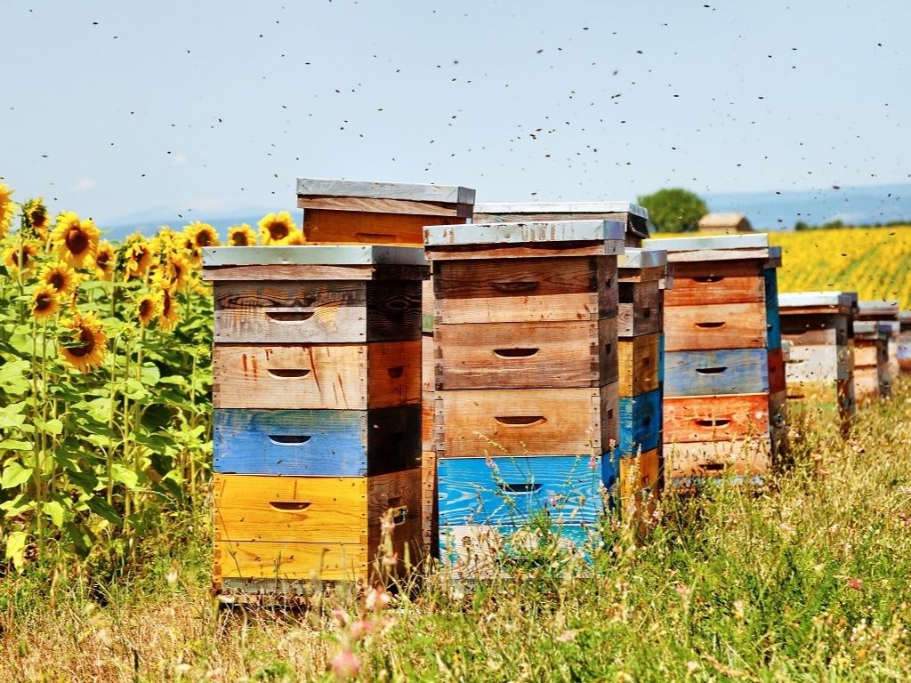plan pollinisateurs abeilles