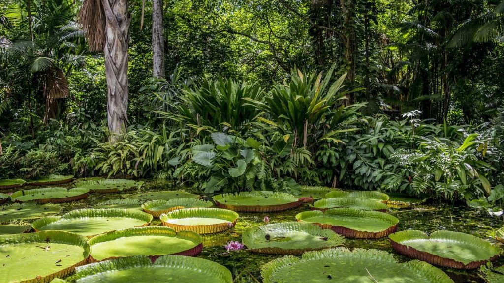amazonie protecteurs biodiversité