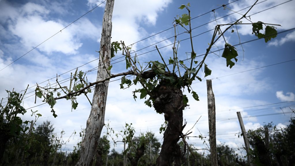 À Mont-de-Marsan, les vignes ont été endommagées par de violents orages ce week-end. // PHOTO Philippe Lopez / AFP.