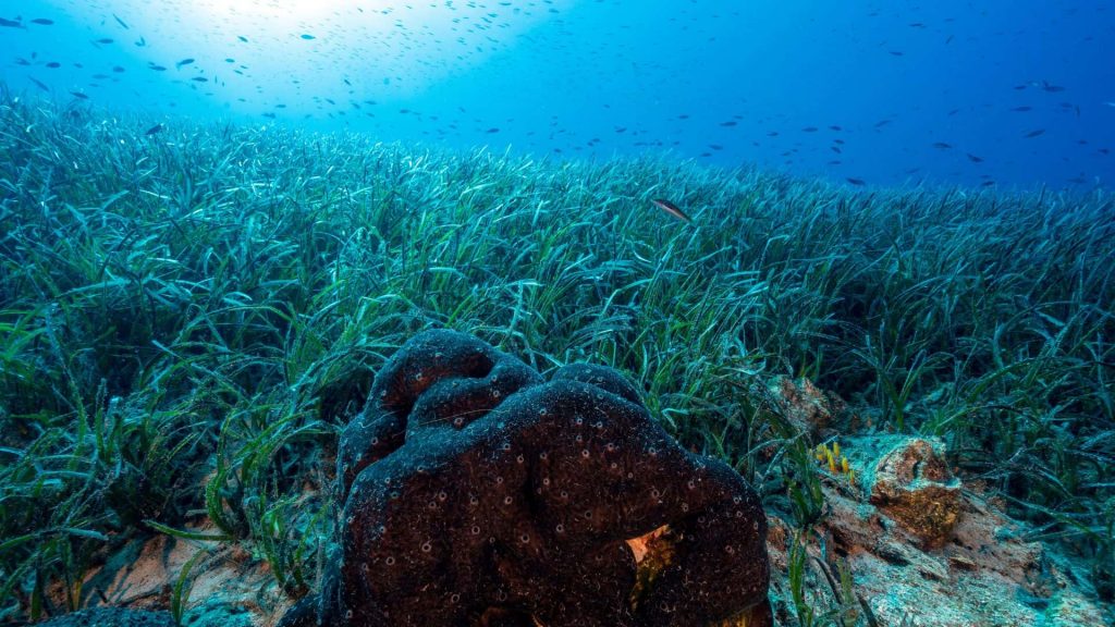 aires marines protégées changement climatique