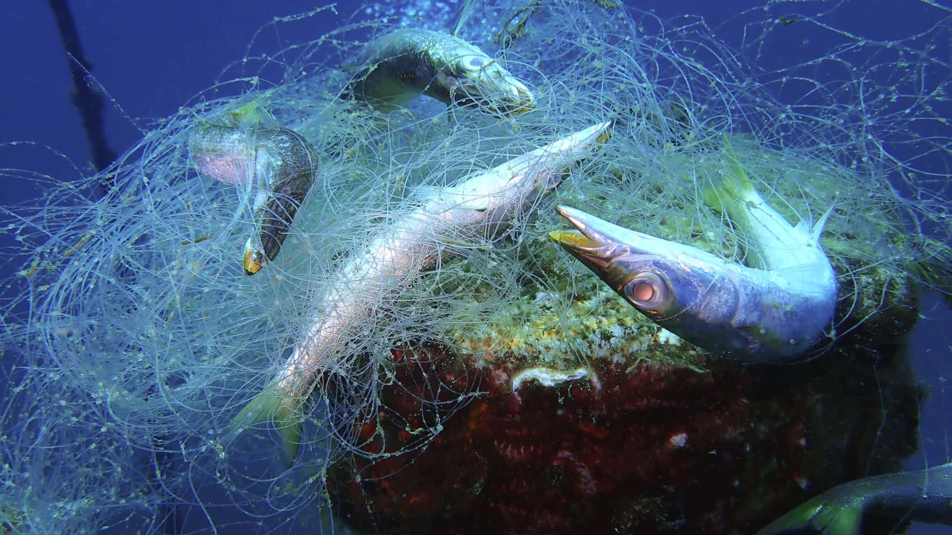 L'Ifremer appelle à repérer déchets en mer et microalgues toxiques