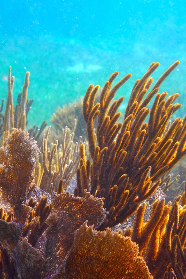 L'étude de Stanford étudie les effets de différentes interventions, permettant de limiter la quantité de sédiments atteignant l'océan, sur la santé des coraux.//PHOTO : Adobe Stock