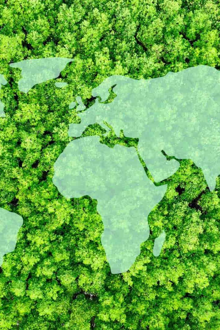 Forêt avec carte du monde pour imaginer les crédits biodiversité