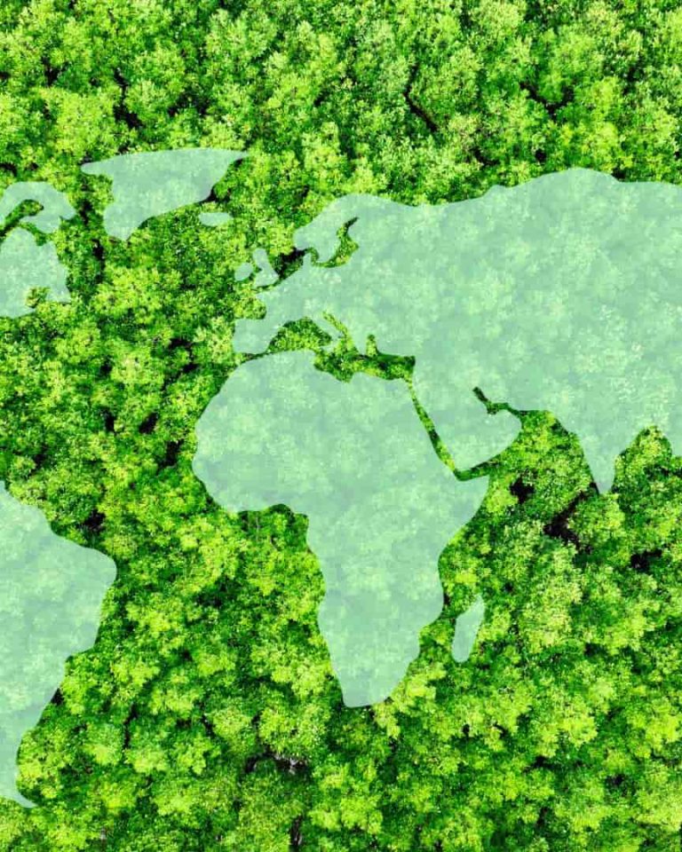 Forêt avec carte du monde pour imaginer les crédits biodiversité